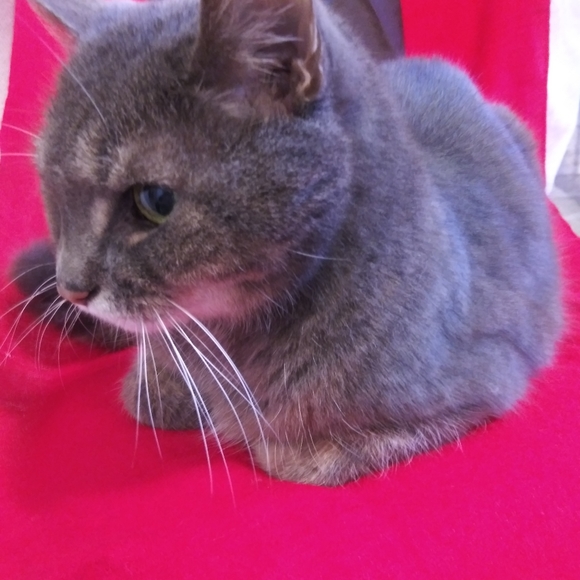 Meet your Posher, Alena - Picture 2 of 3